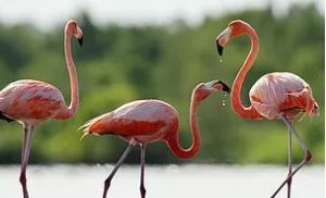 Living Ficocle Nature Hotel Cervia